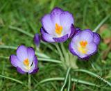 Crocus 8P32D-13